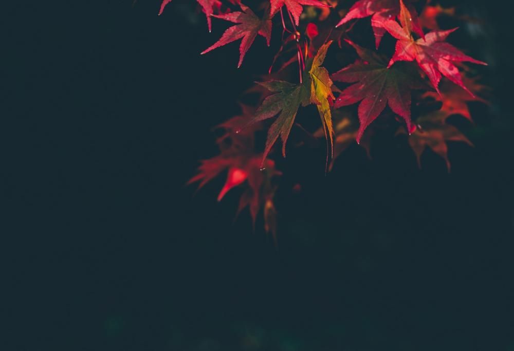 Il primo giorno d’autunno 2019 è il 23 settembre. Ecco perché