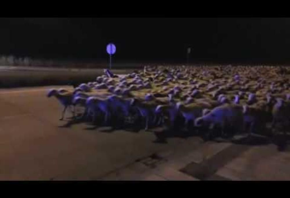 Ecco che effetto fanno 1000 pecore a spasso per la città