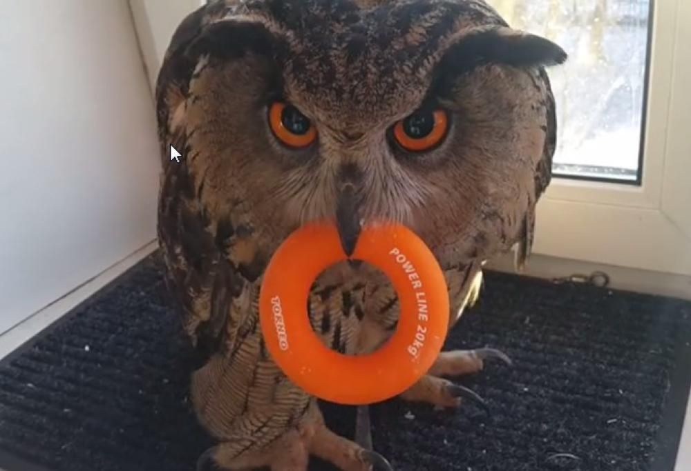 Nessuno tocchi il salvagente del gufo!