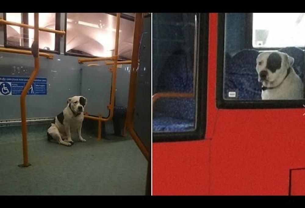 Il video del cane che sta intenerendo il web