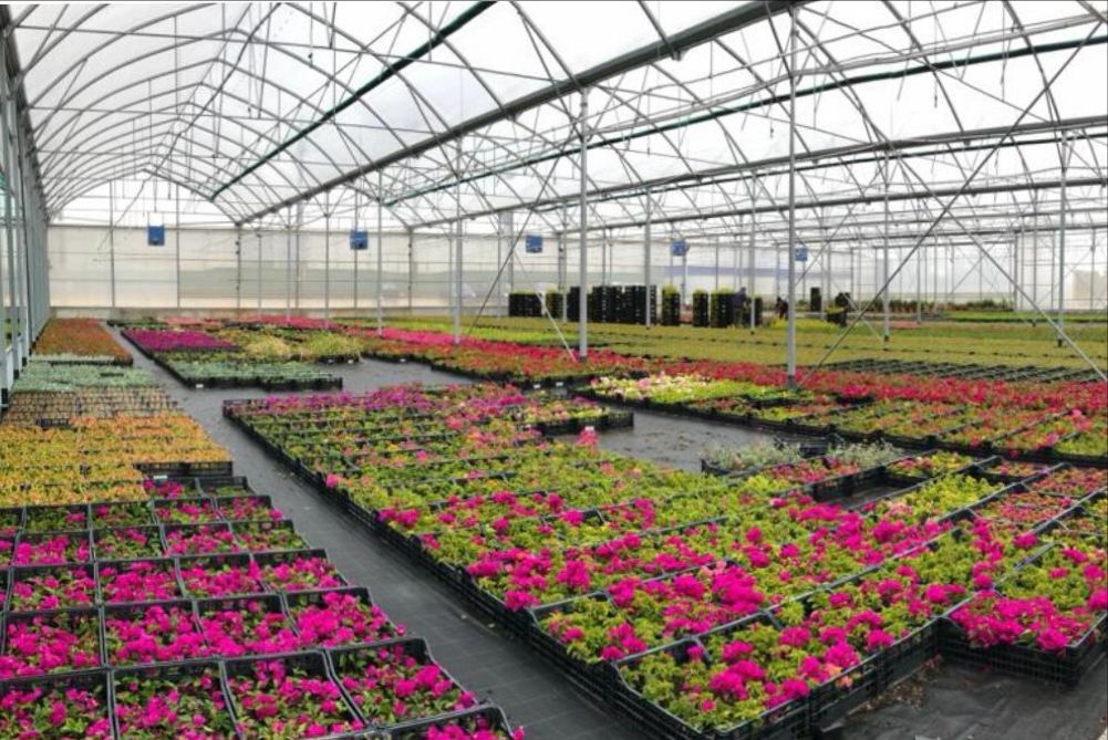 La Regione Puglia e il Distretto Florovivaistico pugliese a Sanremo nel corso della settimana del Festival