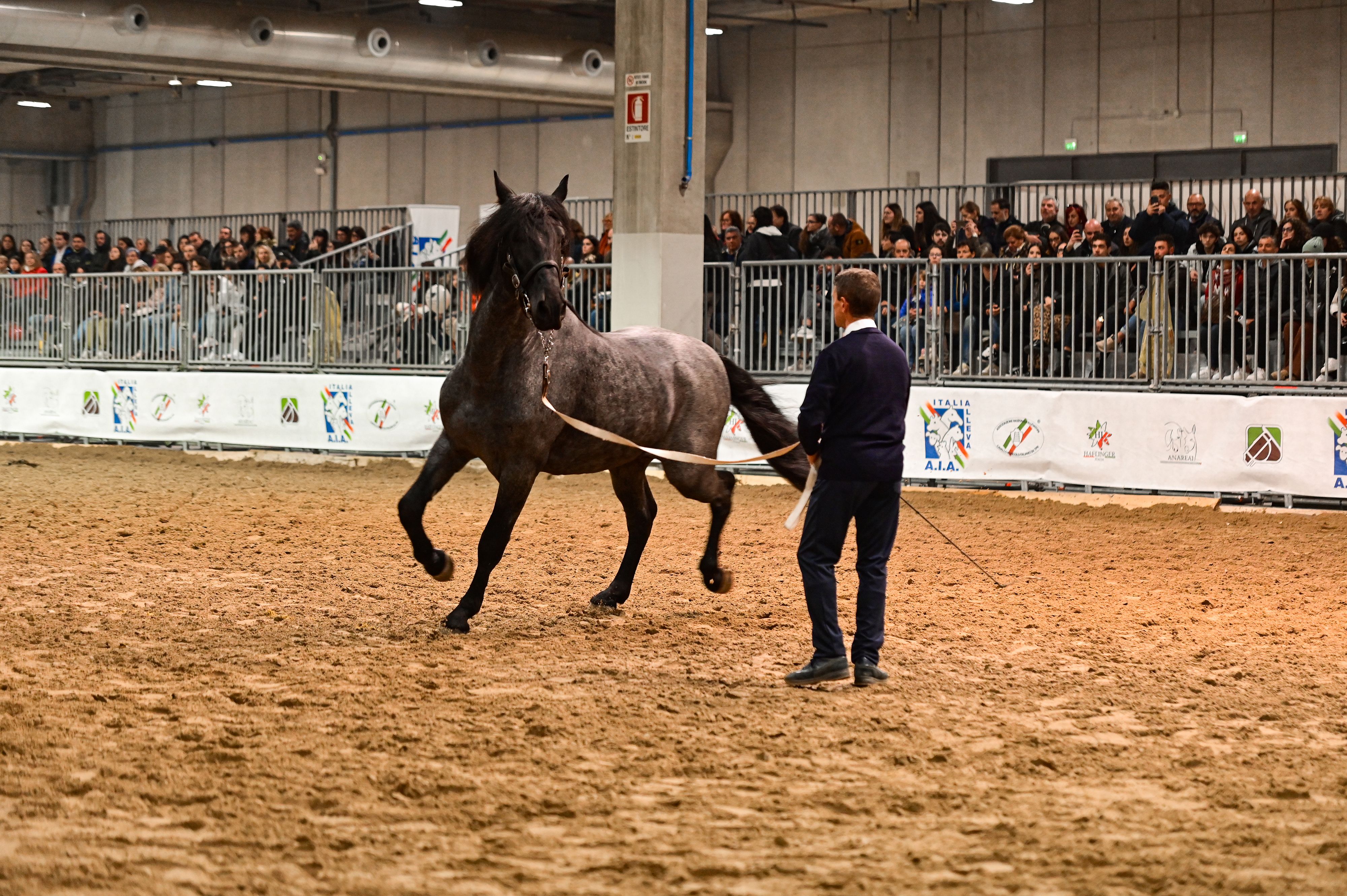 Fieracavalli 2024_Padiglione 10