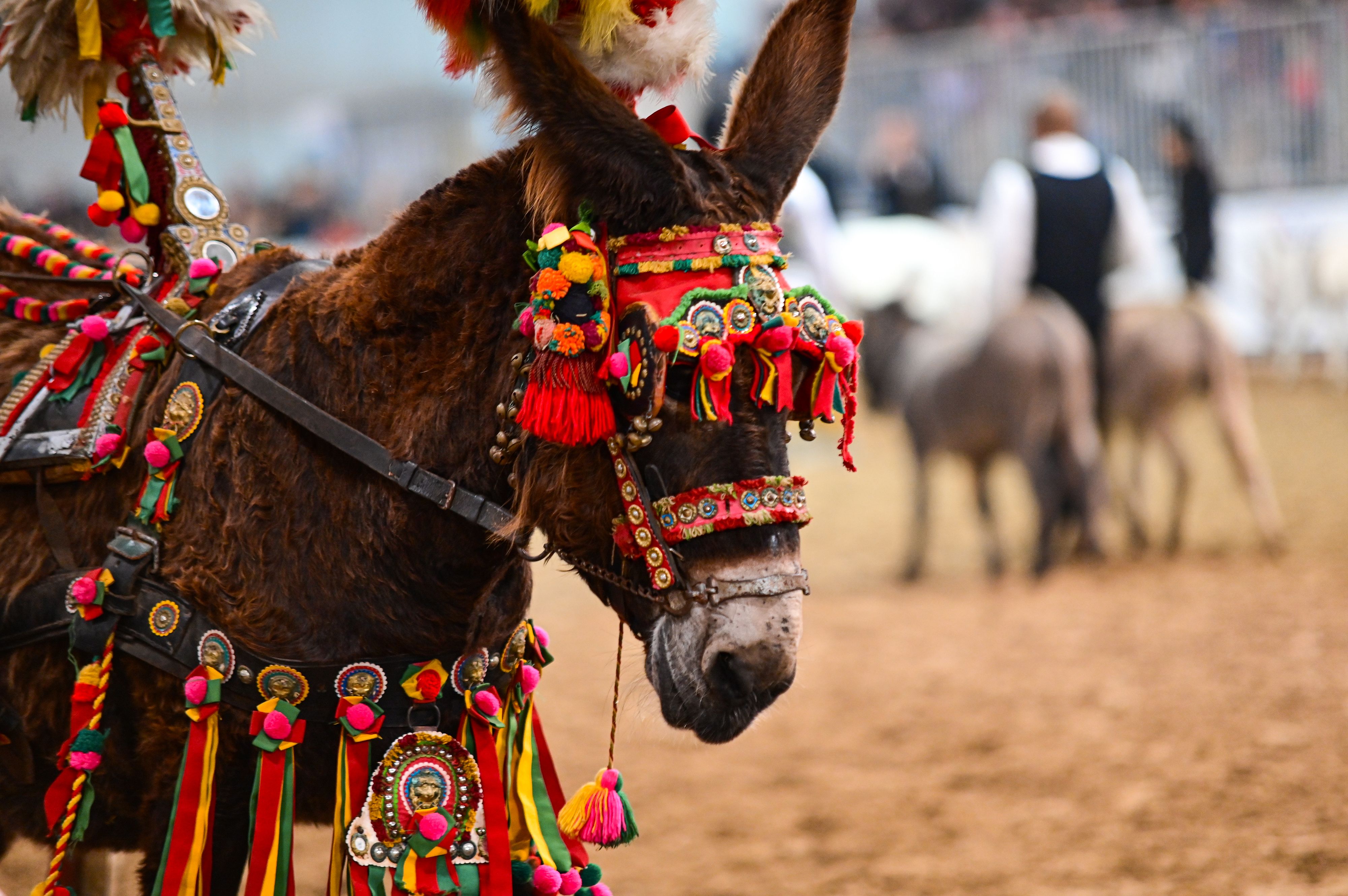 Fieracavalli 2024_Padiglione 10_1