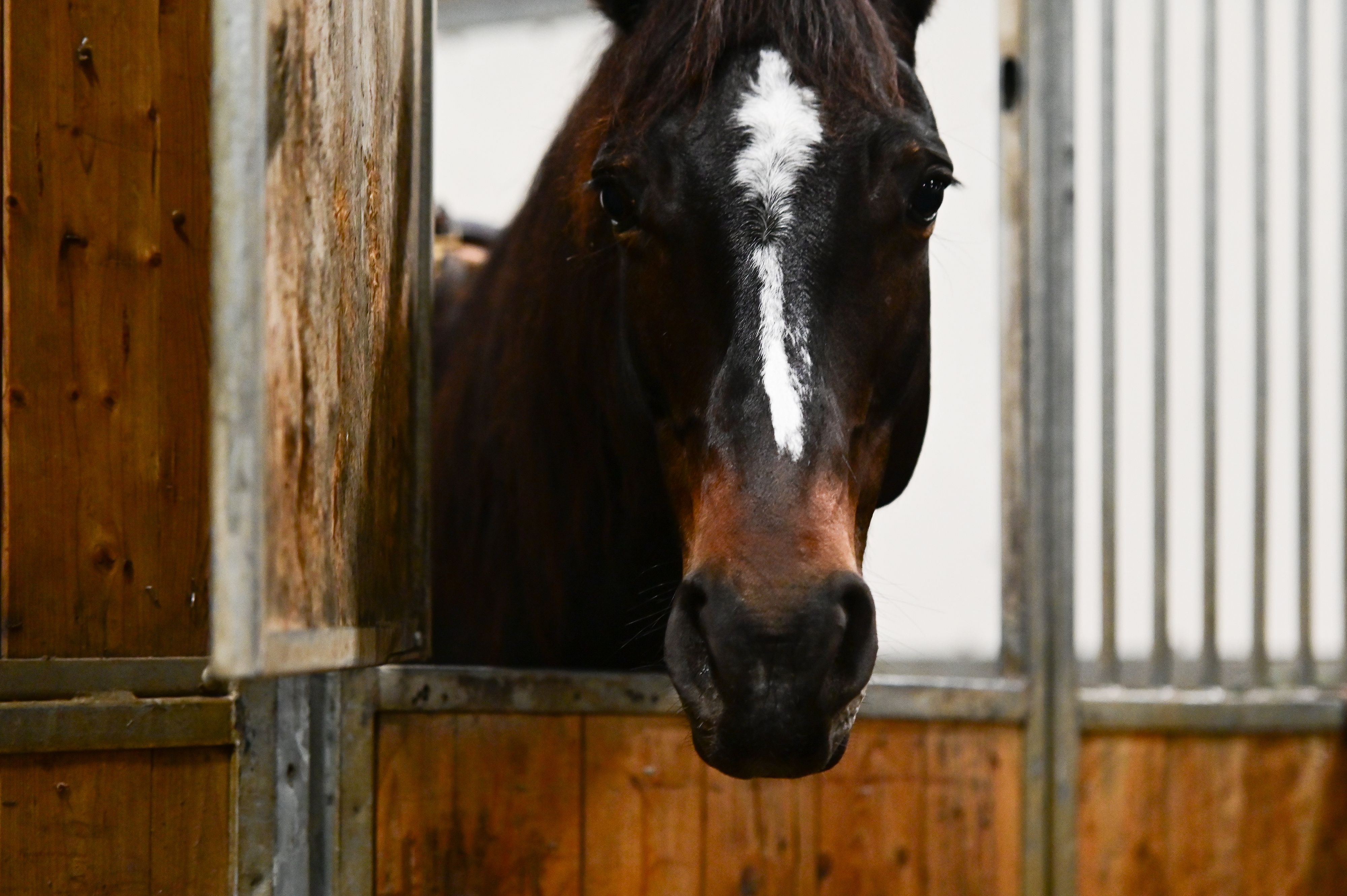 Fieracavalli 2024_Padiglione 10_2