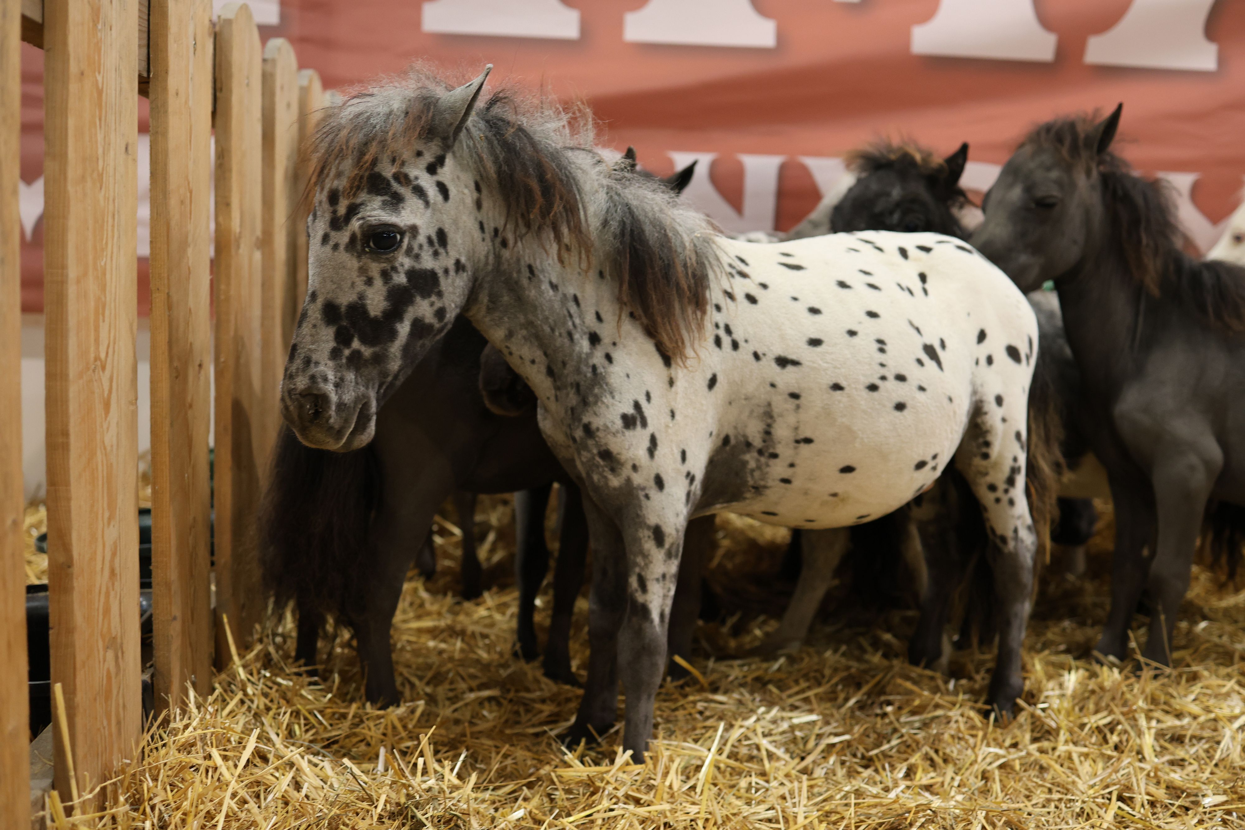 Fieracavalli 2024_Salone del Bambino_Ph Corinne Caleca_1