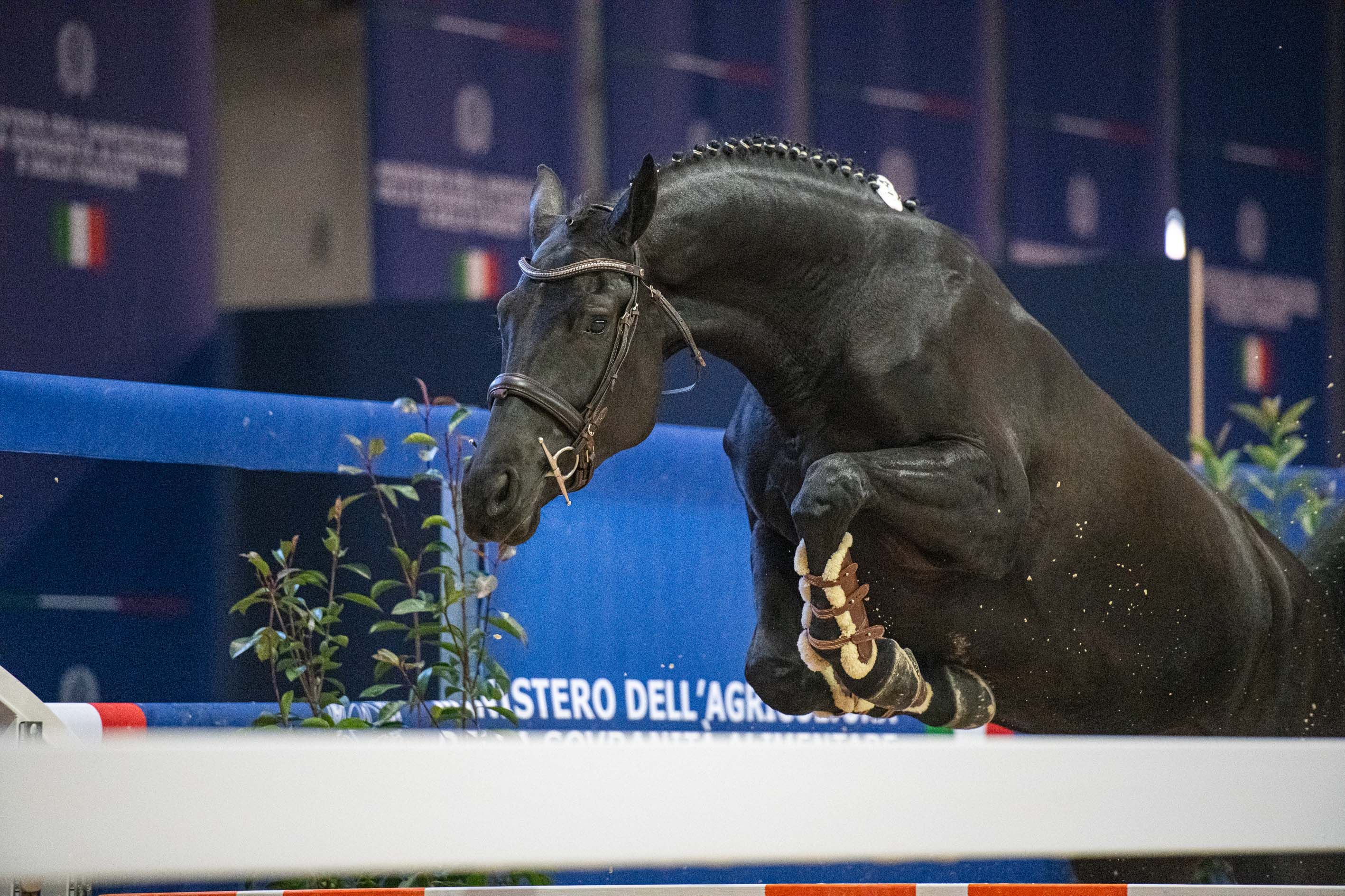 Fieracavalli2024_Padiglione 3 MASAF_Veronafiere_Ennevifoto