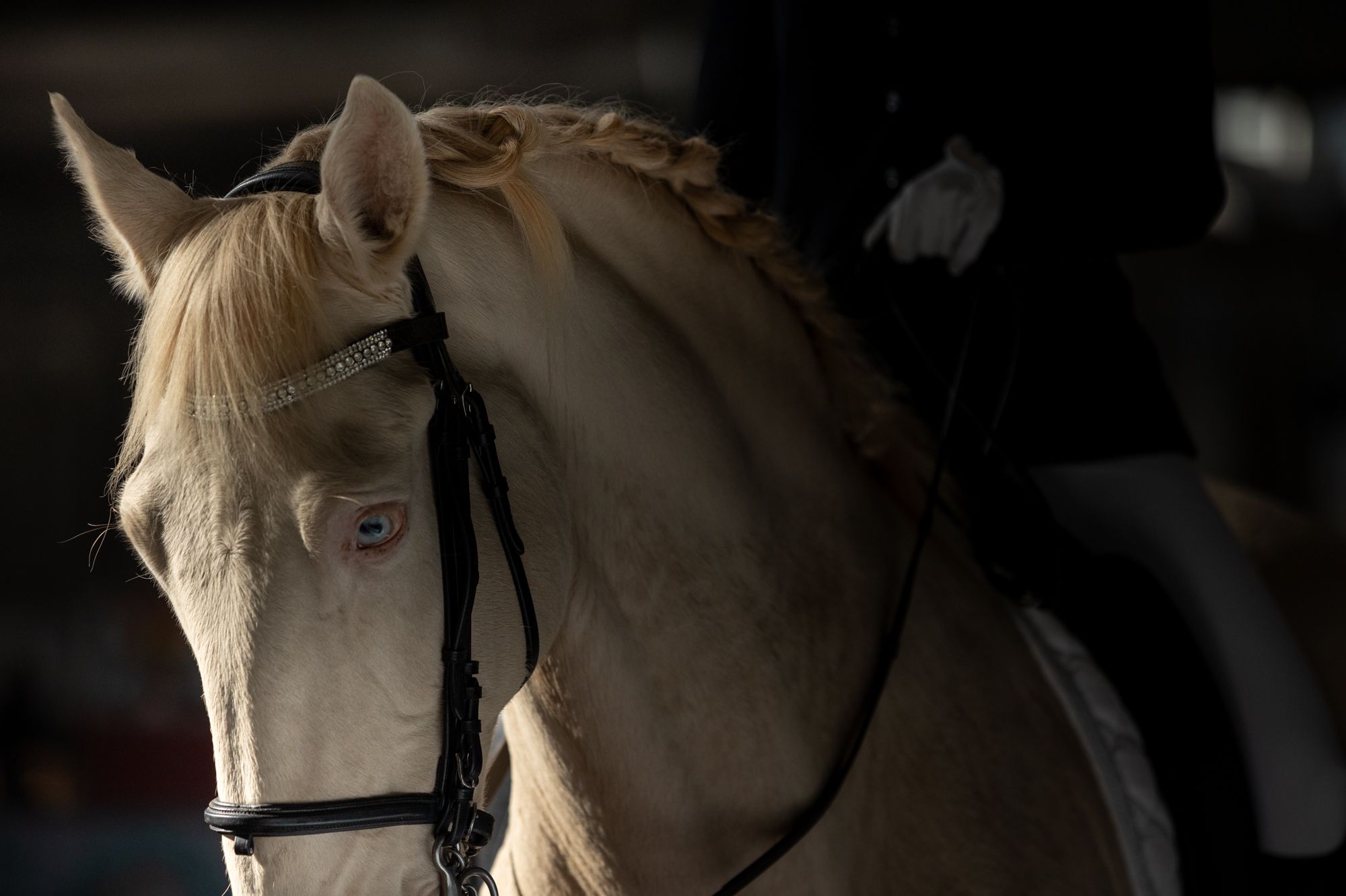 Fieracavalli2024_Salone del cavallo Spagnolo_Ph Annalisa Durighello_2