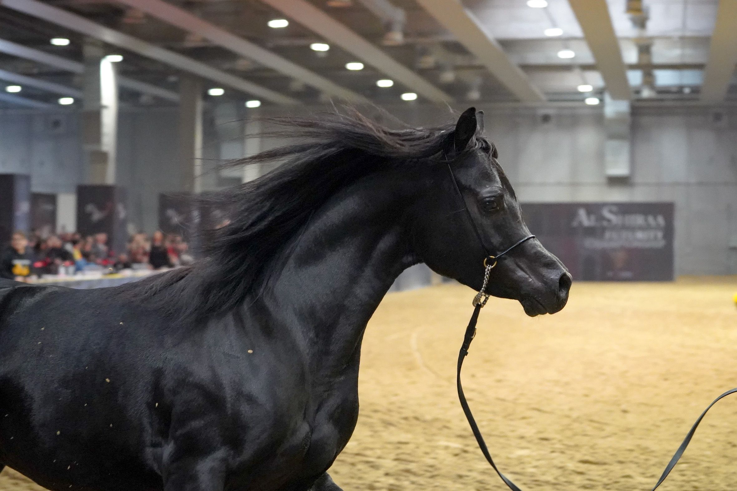 Fieracavalli2024_Salone del cavallo arabo_Veronafiere_EnneviFoto