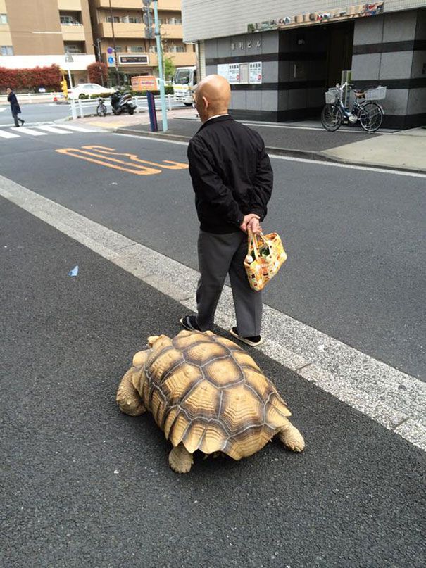 http://105.virtualcms.it/userUpload/elderlymanwalkingpetafricanspurredtortoisesulcatatokyojapan4.jpg