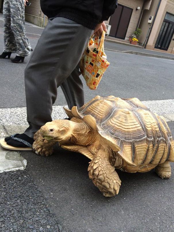 http://105.virtualcms.it/userUpload/elderlymanwalkingpetafricanspurredtortoisesulcatatokyojapan1.jpg