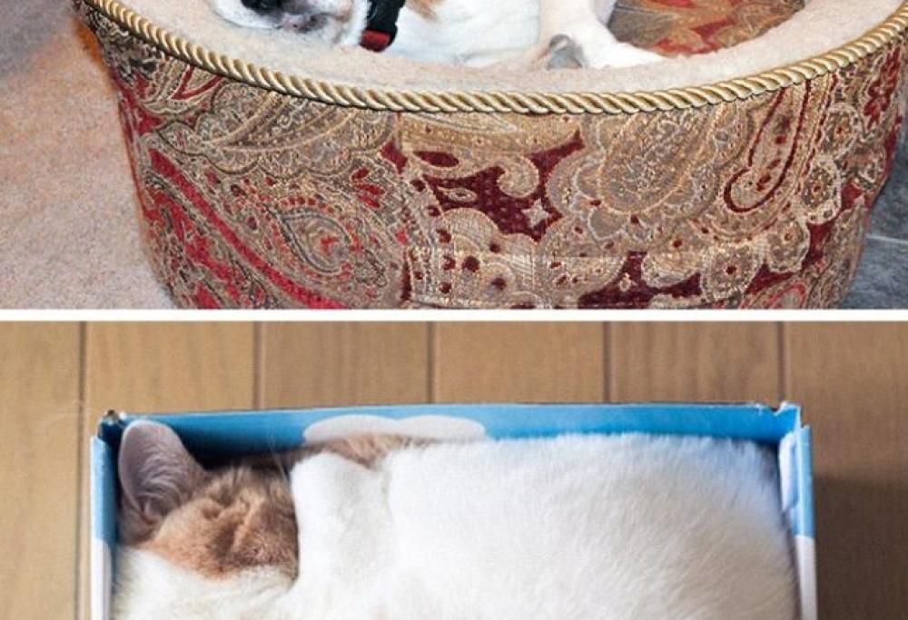Le differenze tra cani e gatti in una splendida gallery