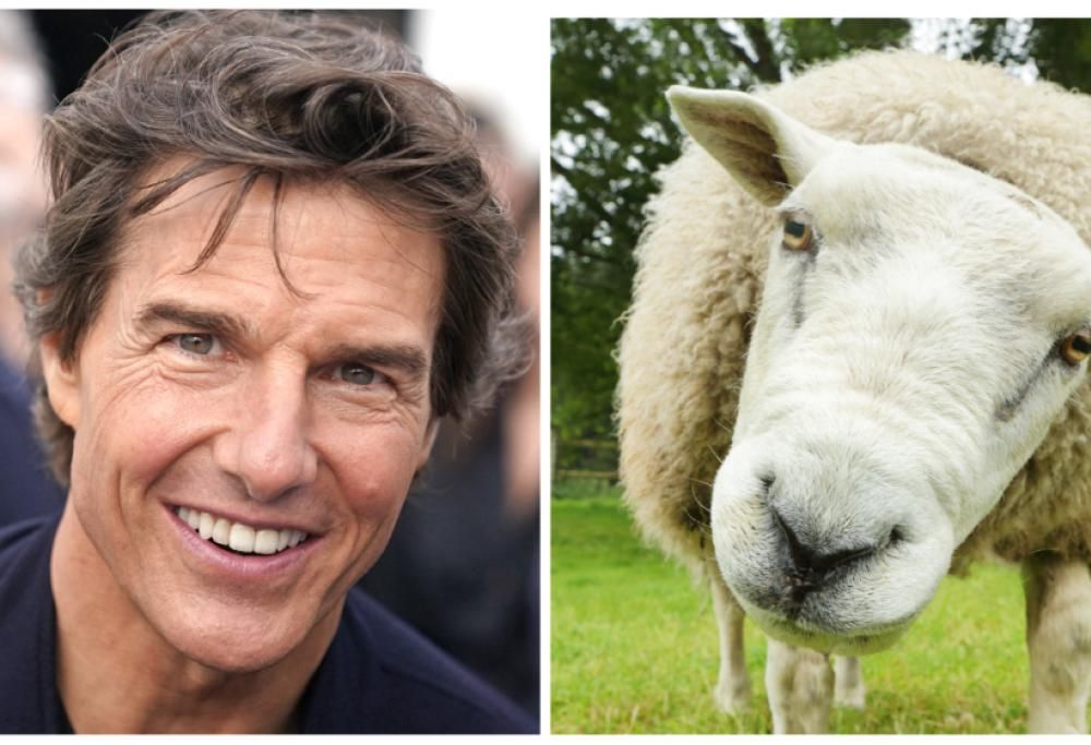 Tom Cruise bloccato da un gregge di pecore
