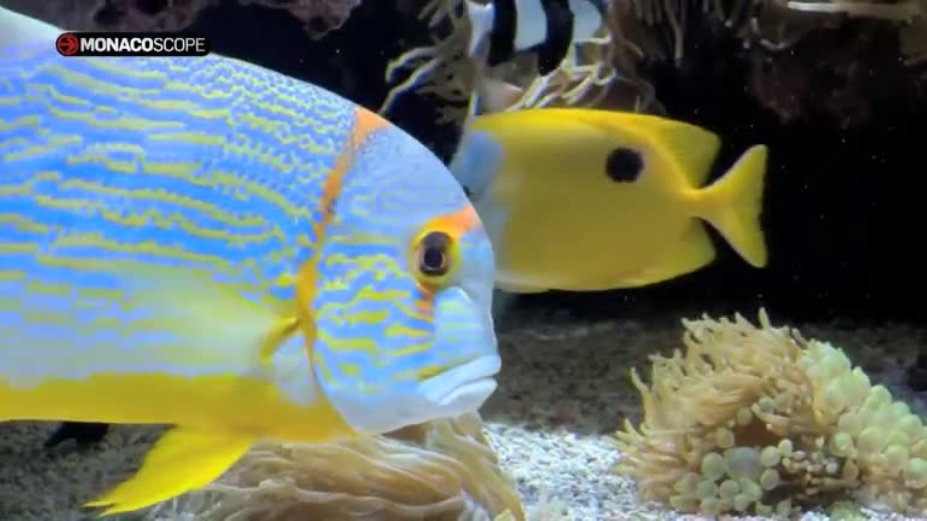 Il Museo Oceanografico di Monaco