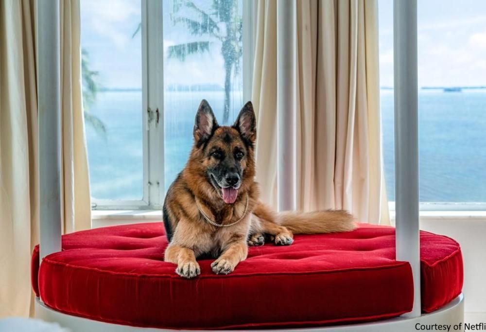 Battuto il gatto di Taylor Swift: non è l’animale più ricco del mondo