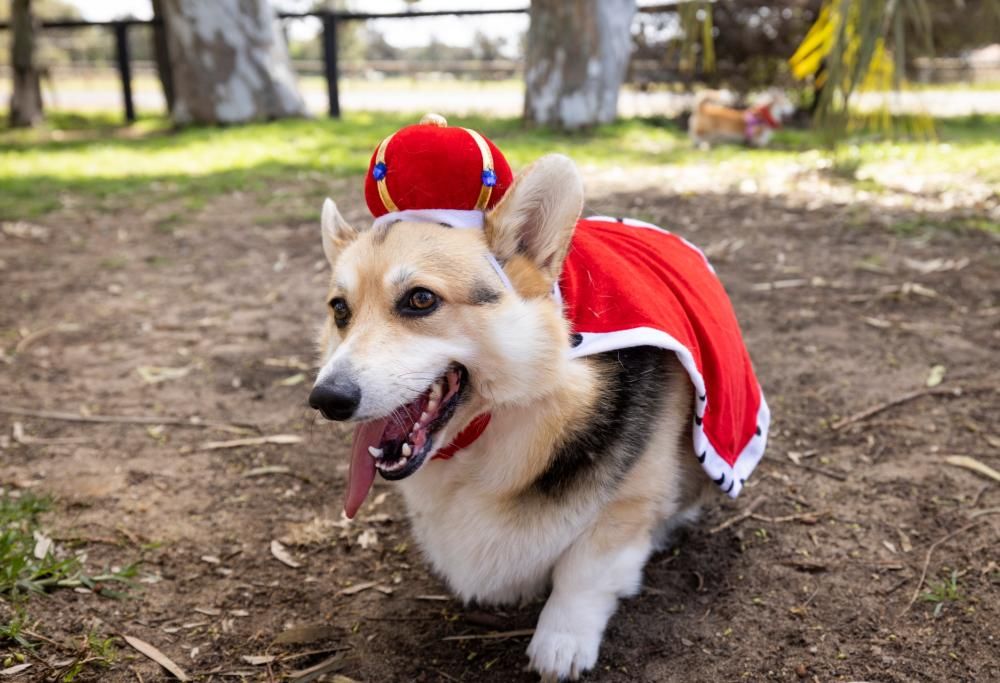 Corgi della Regina Elisabetta: tutti li vogliono. E il prezzo si fa stellare