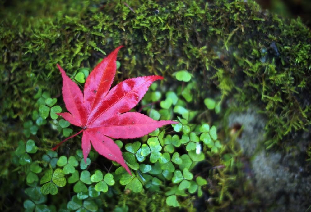 Le meravigliose opere d’arte create con le foglie cadute dagli alberi
