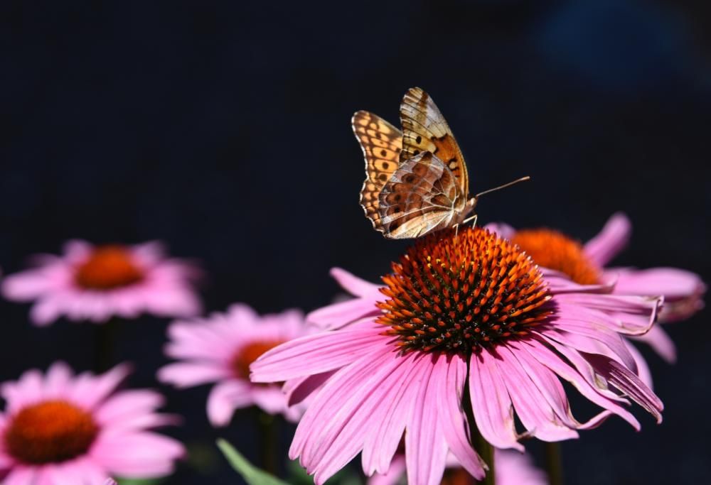 Se anche Baby Charlotte protegge le farfalle