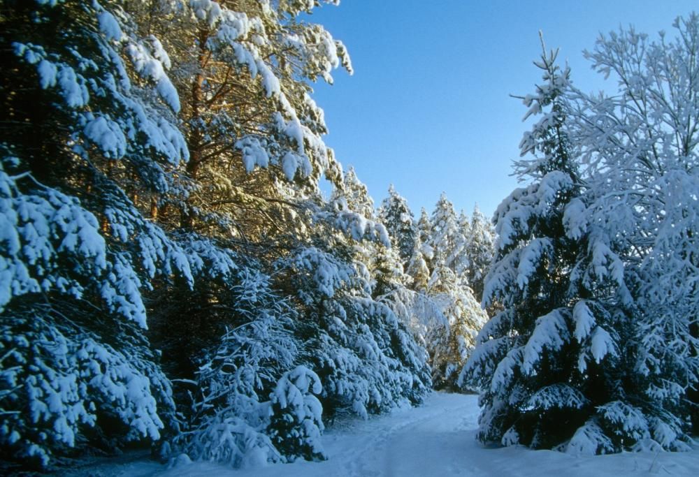 A Natale regala un albero diverso dal solito