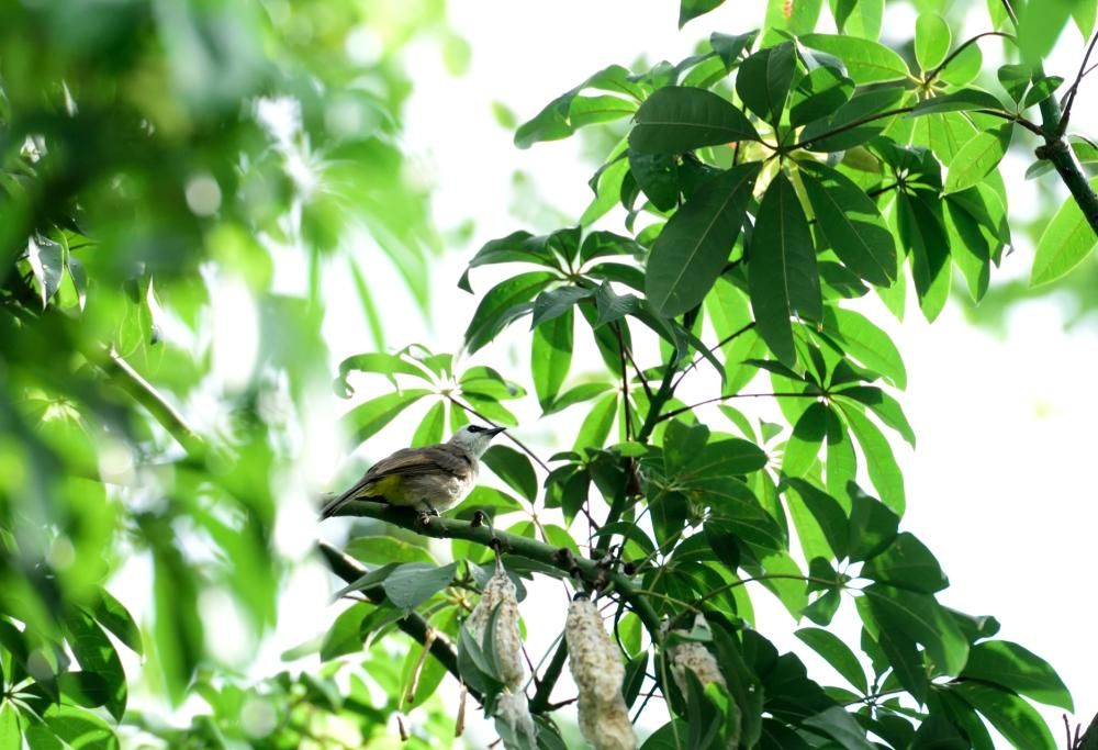Musica e pianeta Terra: l’iniziativa che assegna i diritti d’autore per i suoni della natura