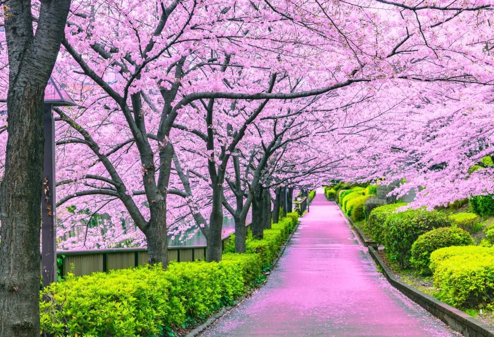 Fioritura dei ciliegi: le più belle da ammirare in Italia