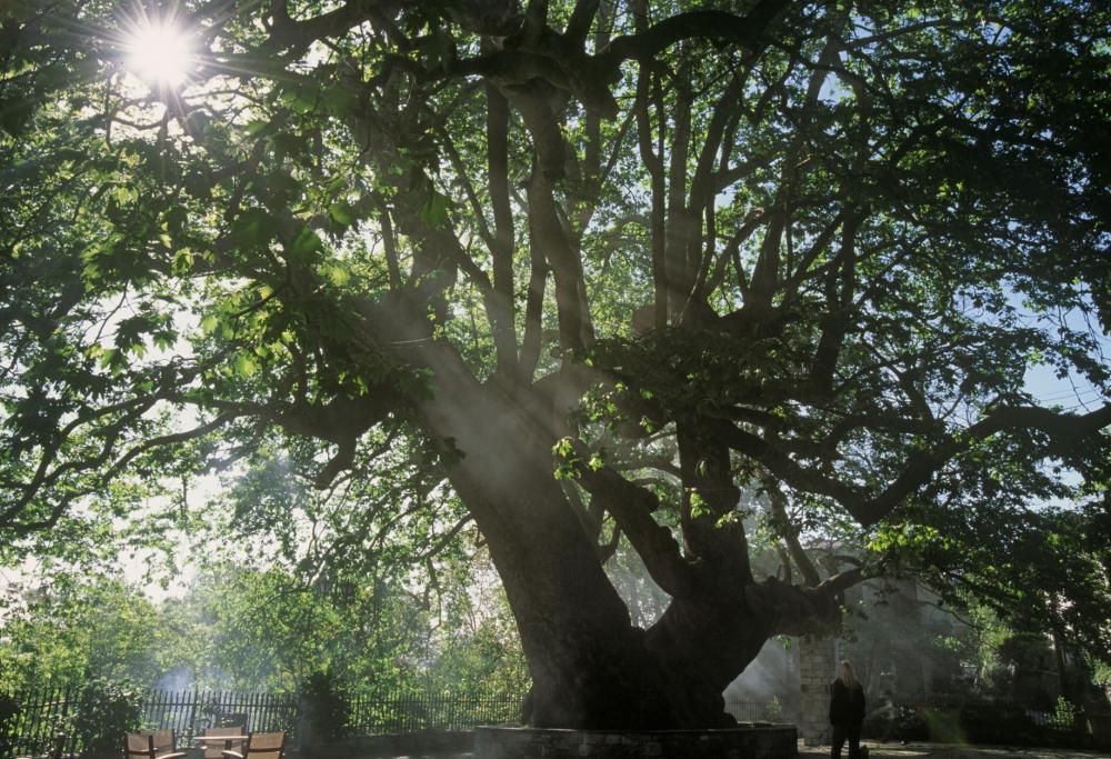 Albero europeo dell’Anno: ecco perché tifiamo per il platano di Curinga
