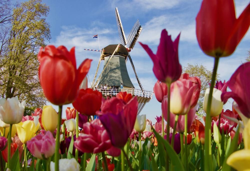 E ora i tulipani danno spettacolo: il video dall’Olanda