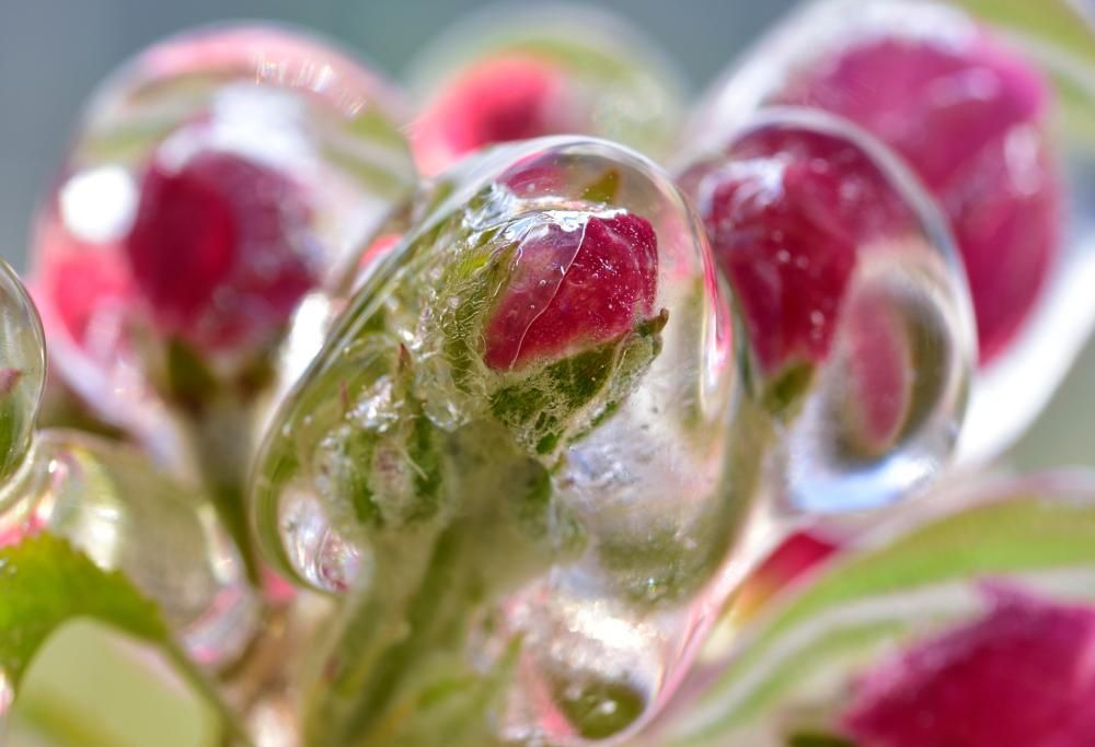 I fiori incastonati nel ghiaccio: torna la meravigliosa visione in Alto Adige