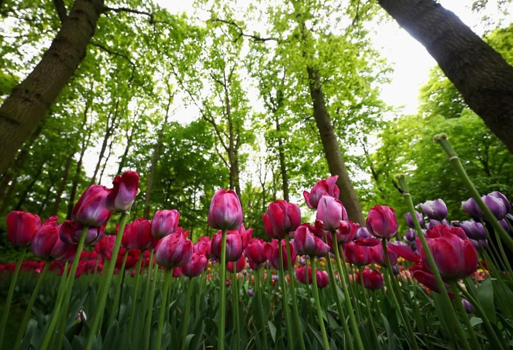 Garden Tourism:  alla scoperta dei tesori verdi in  Italia e in Europa