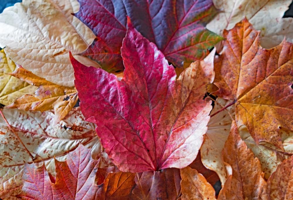 Equinozio d’autunno: ecco perché quest’anno è il 22 settembre