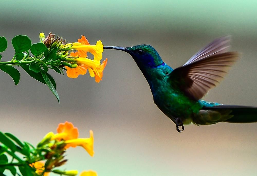 Il meraviglioso suono della natura e tutto il suo potere