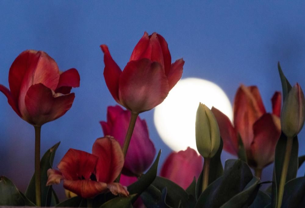 Magia in cielo: arriva la luna dei fiori