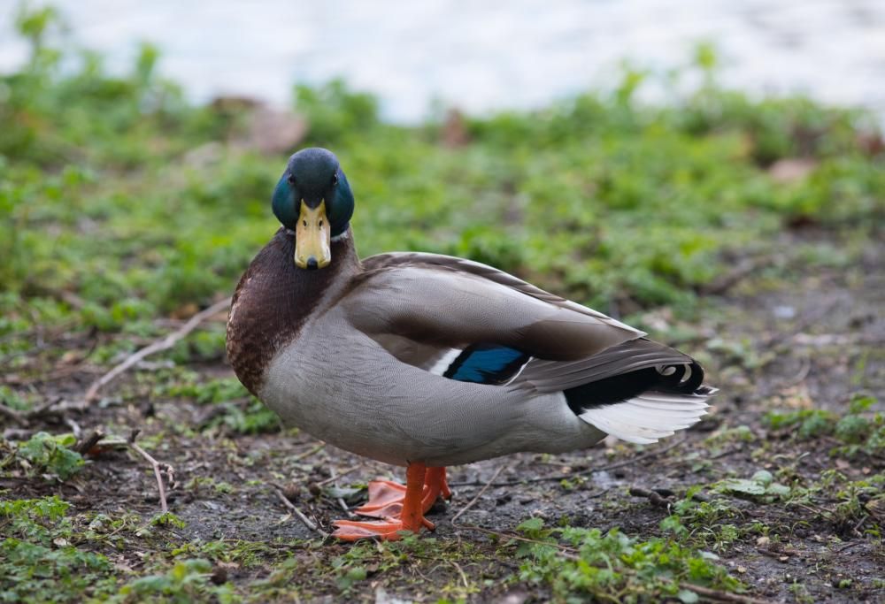 Sono questi gli animali più costosi di sempre