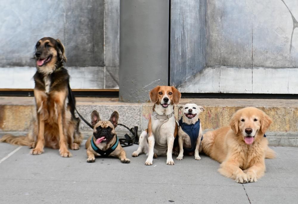 Visitare musei con il proprio cane: ora è possibile