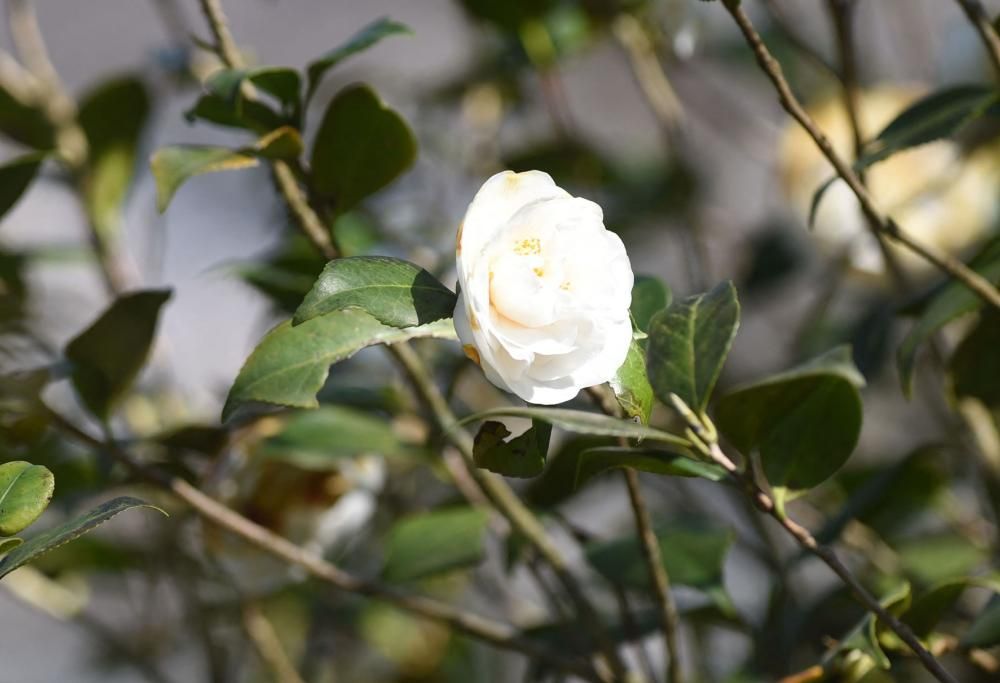 Coco Chanel: viaggio tra le meravigliose camelie della sua fattoria dei fiori
