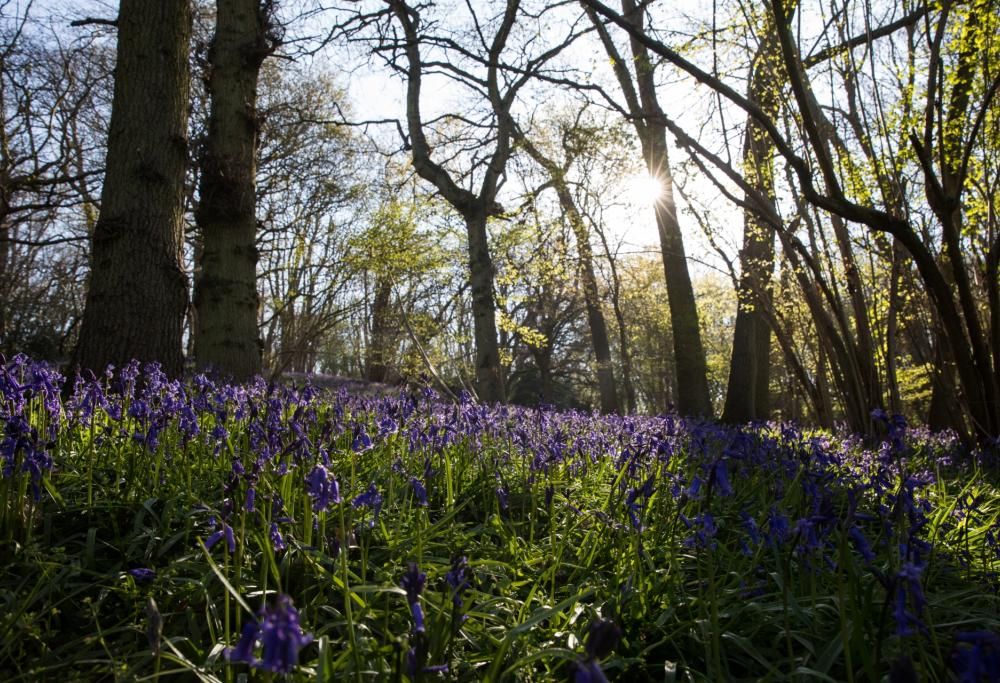 Sì, camminare tra gli alberi fa davvero bene: arriva la terapia forestale!