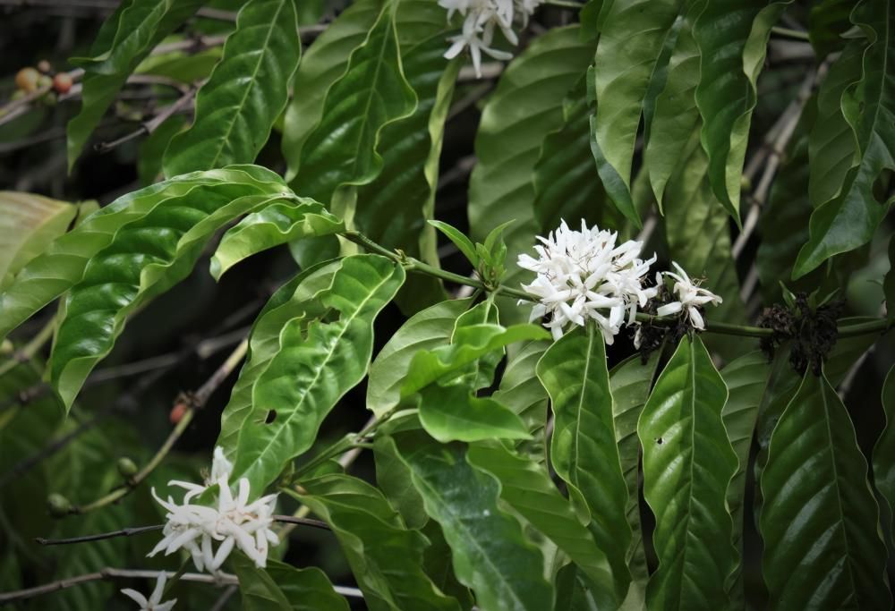 Ecco qual è il suono delle piante!