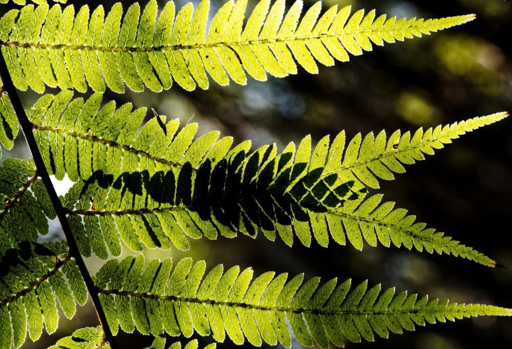 I musicisti che collaborano con la natura