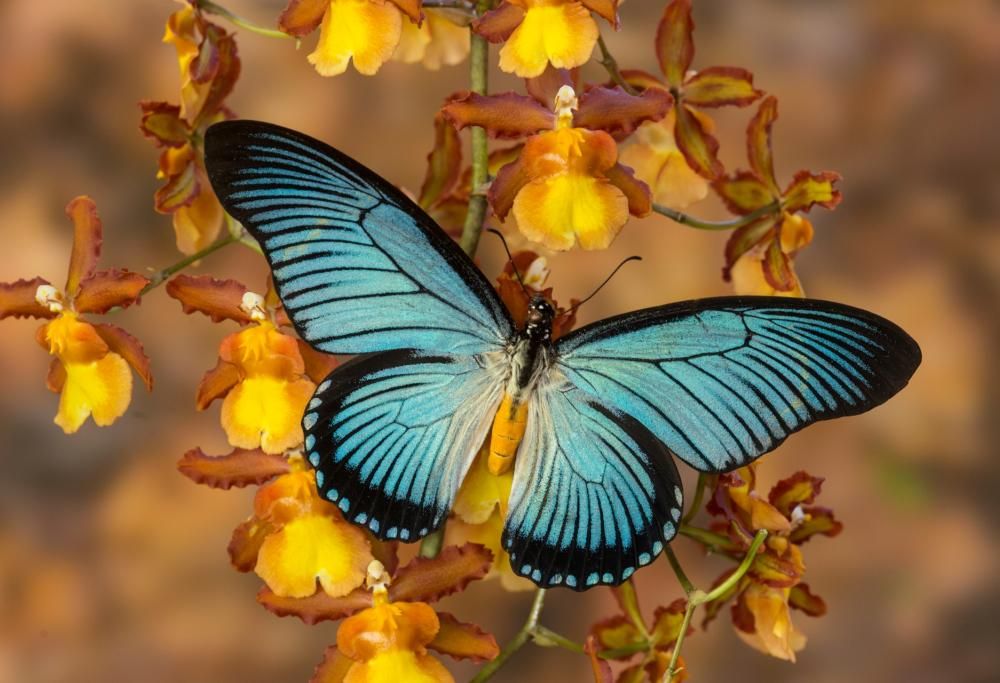 Butterfly watching: cos’è è perché fa tanto bene