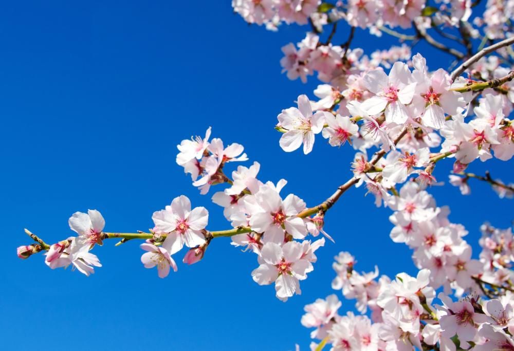 Mandorli in fiore: la meravigliosa leggenda sulla loro origine