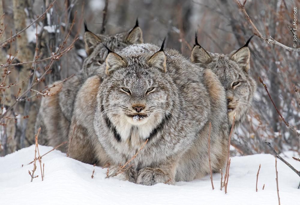 Wildlife Photographer of the Year: la 60esima edizione