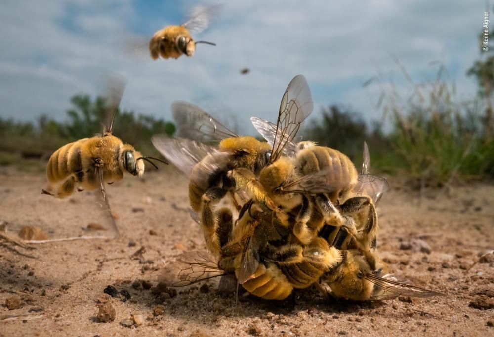 Wildlife Photographer of the Year