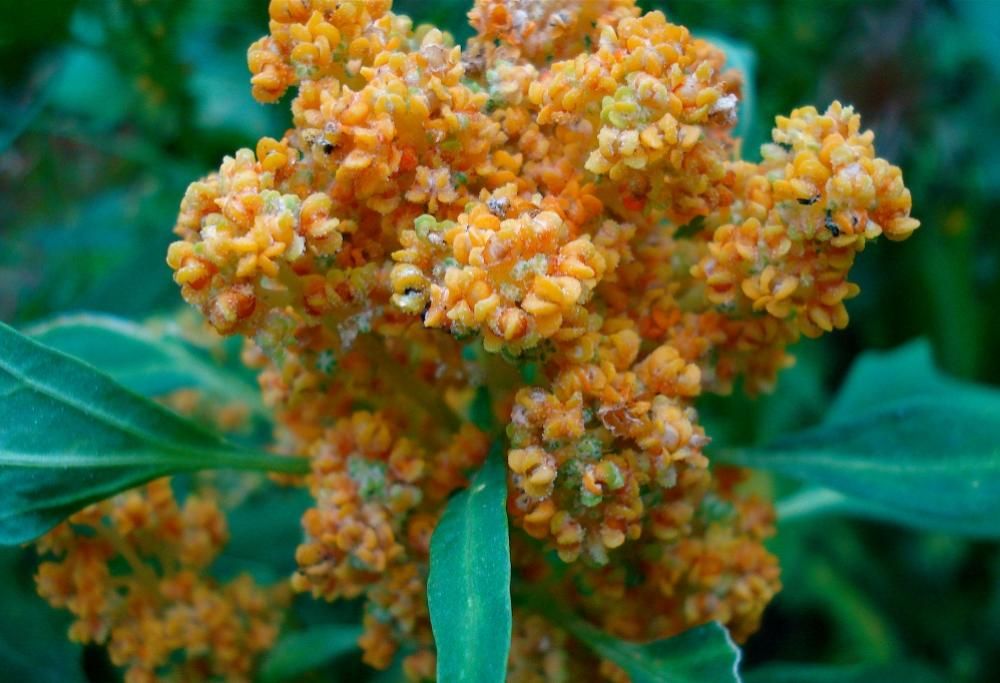 Pisello cinese e Quinoa cambieranno il volto dei mercati italiani