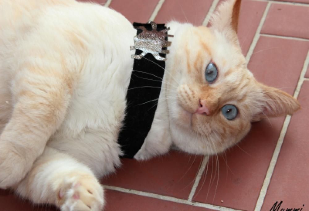 Halloween 2012: la seconda gallery