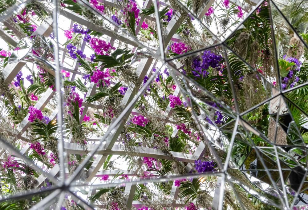 Le orchidee danno spettacolo: il meraviglioso caleidoscopio floreale del New York Botanical Garden