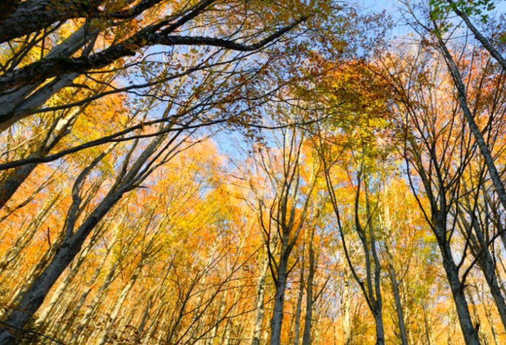 La leggenda siciliana dell’albero di castagne più antico e grande del mondo
