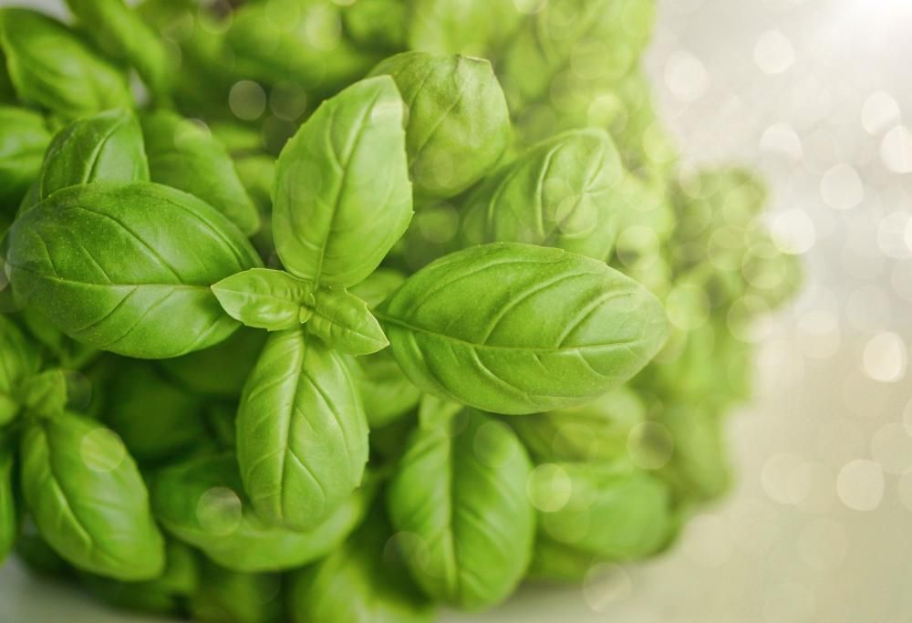 Genova: il trionfo della cucina mediterranea tra terra e mare