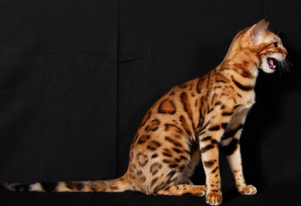 Mostra Felina Maxima