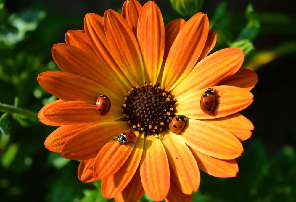 Coccinelle, è boom: mille gemme rosse si alzano in volo!
