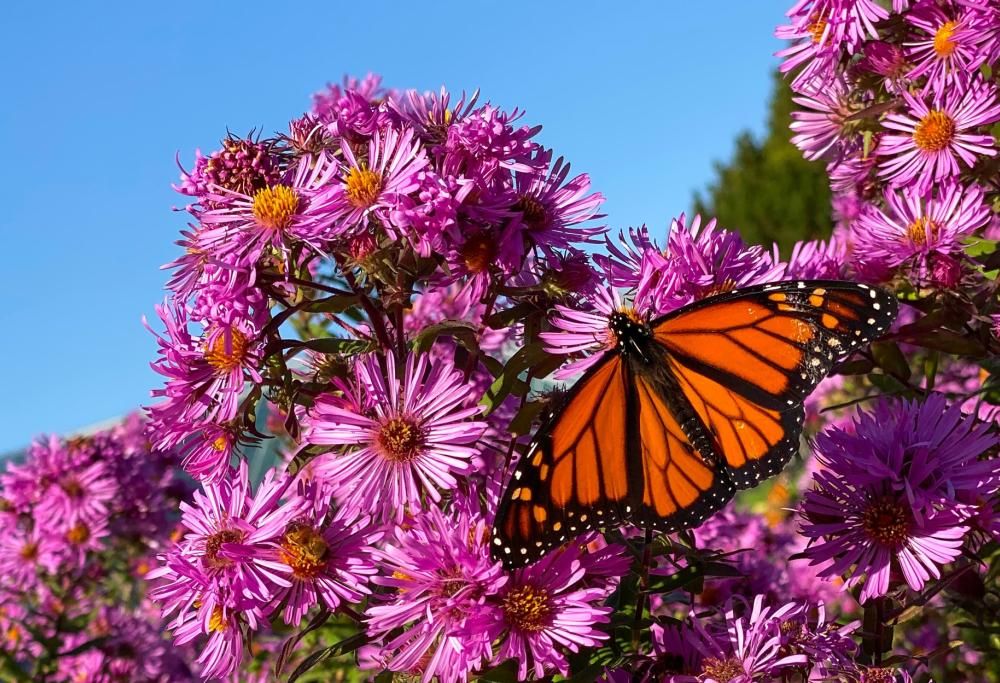 Farfalle, che magia: lo studio per proteggere le specie italiane