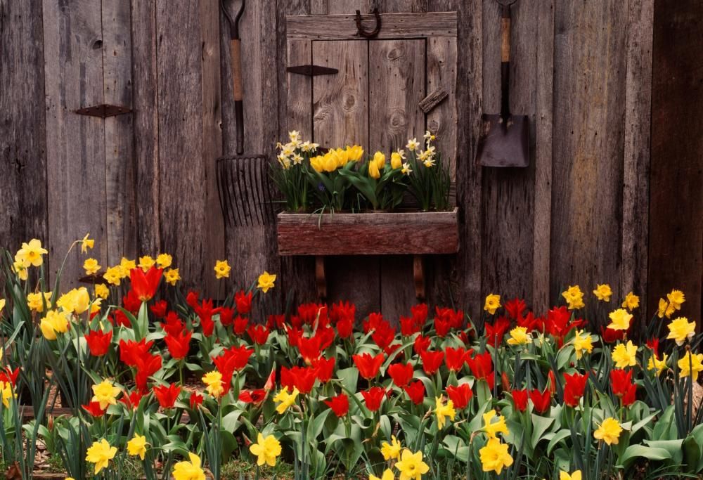 Voglia di bella stagione: vi facciamo ammirare le fioriture più suggestive